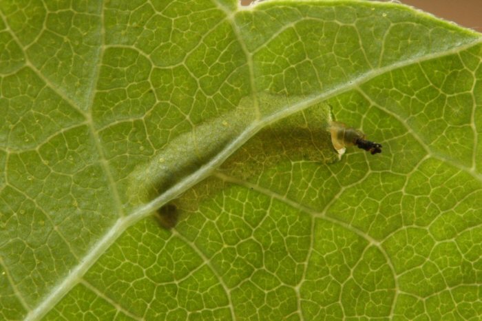 larva in leaf