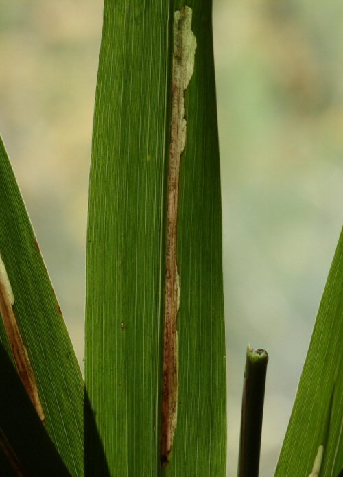 makes a straight single mine in a leaf