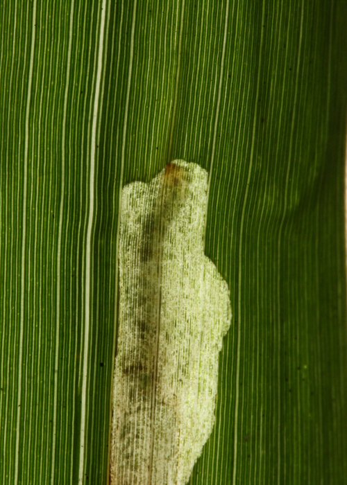 larva in mine