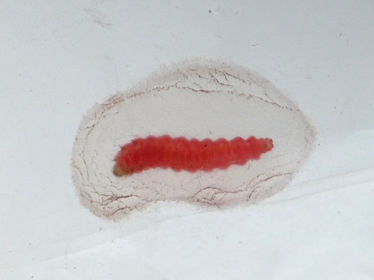 larva forming a cocoon