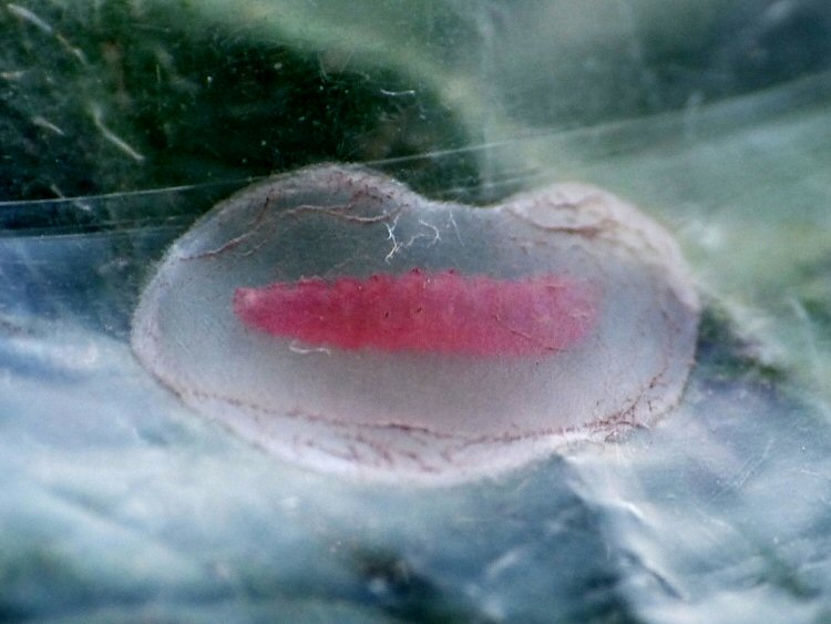 larva forming a cocoon