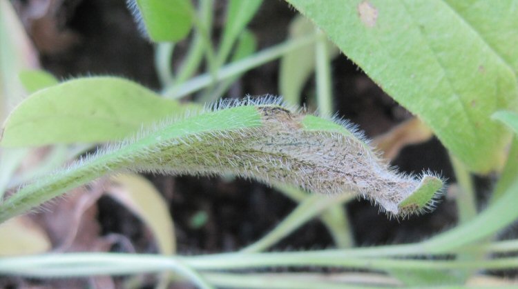 makes a squarish blotch
