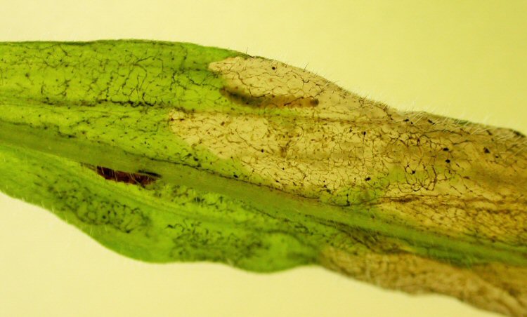 immature larva is a pale colour