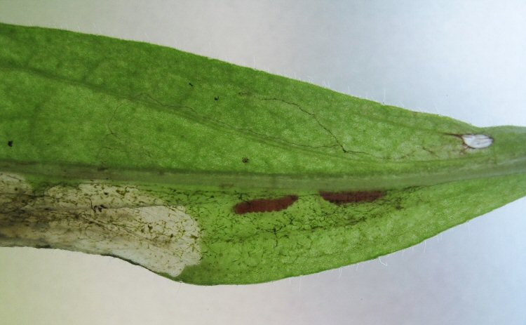 cocoon, above right