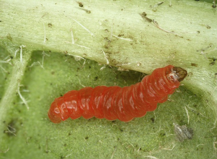 larva