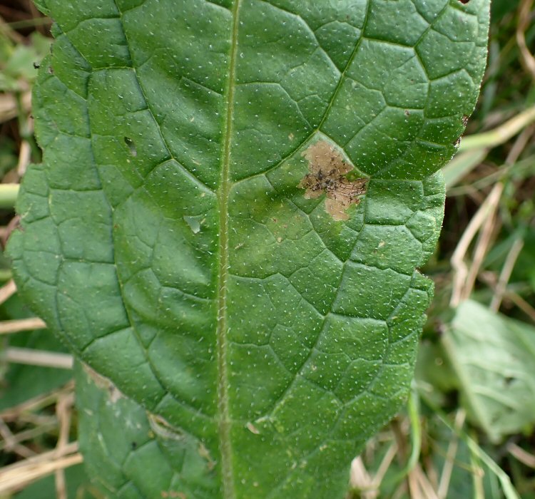 a brown blotch forms