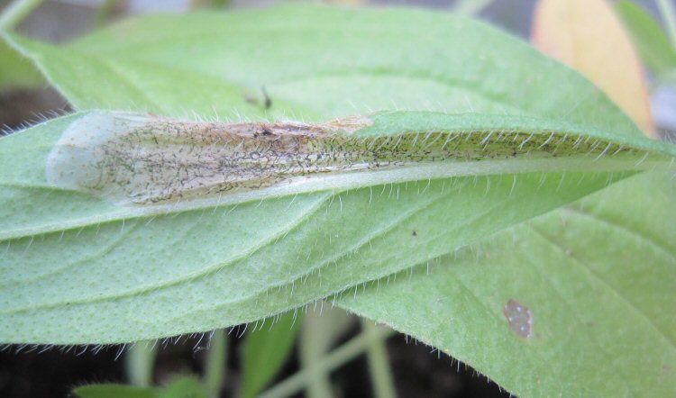 intial blotch is square