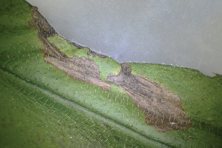 distortion of the leaf edge