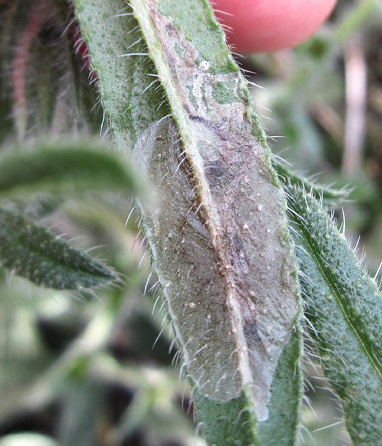 underside of leaf mined