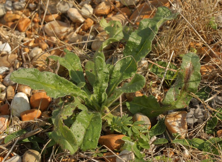 mined leaf