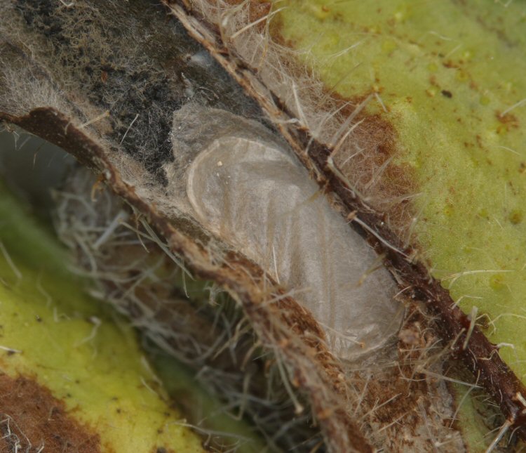cocoon