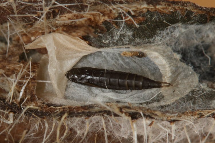pupa dorsal view