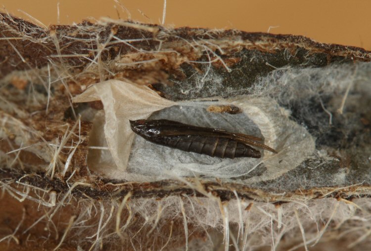 pupa lateral view