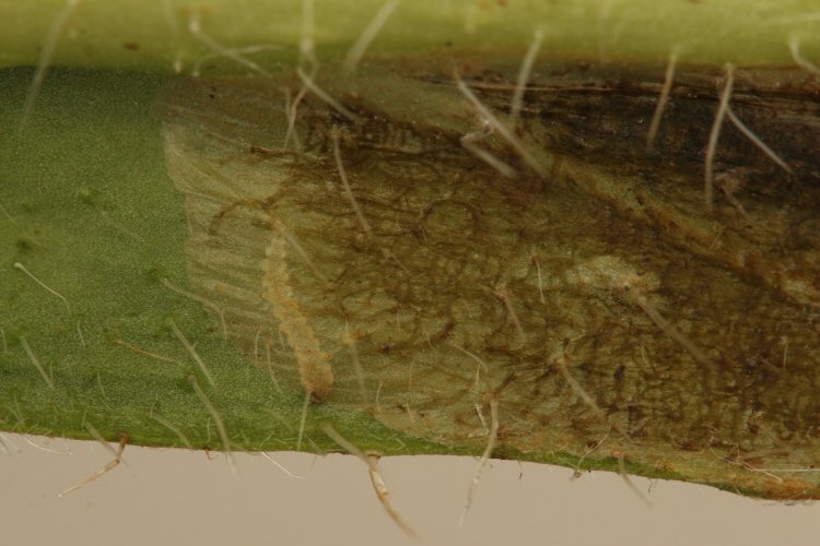 young larva
