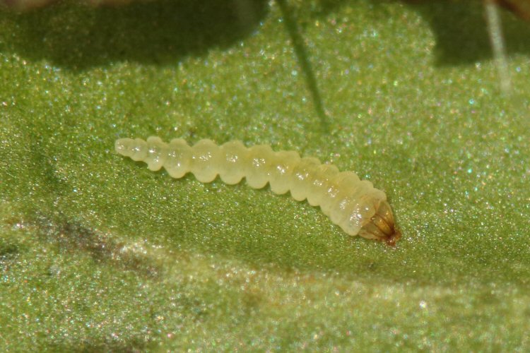 larva