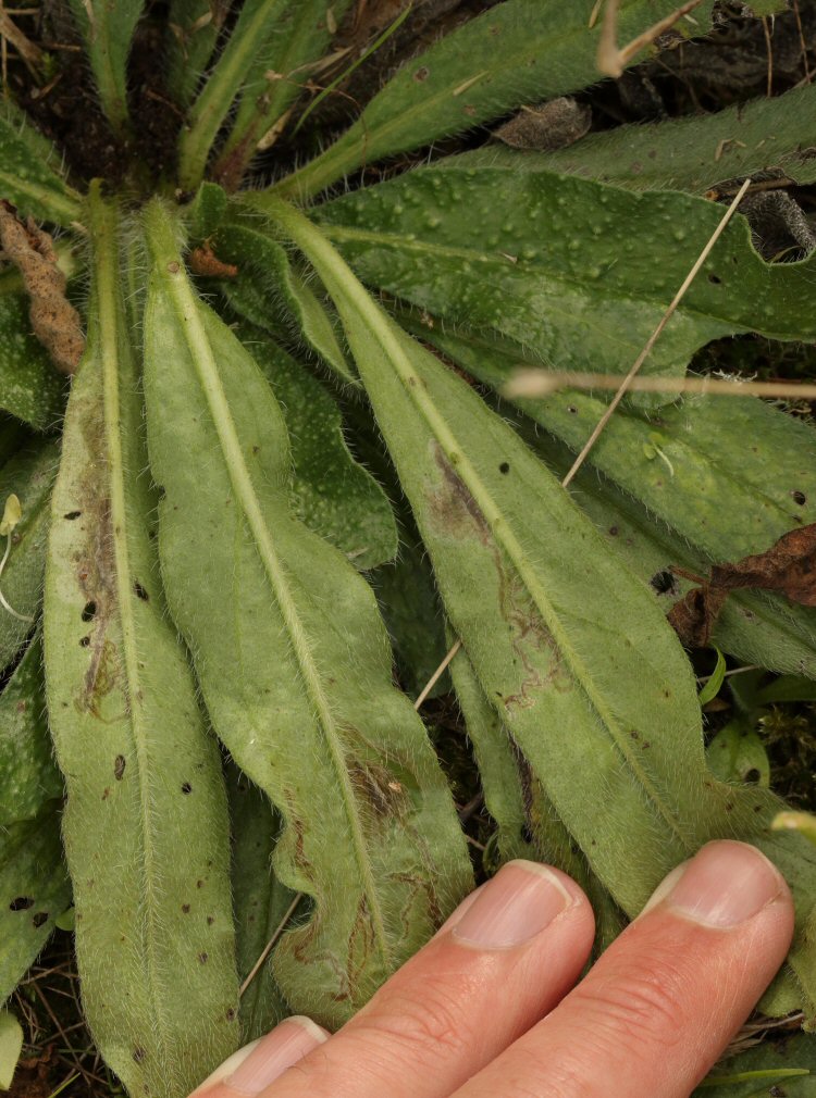 mines underneath leaf