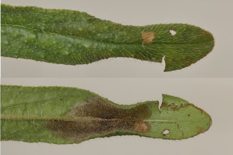 upper and lower surface view