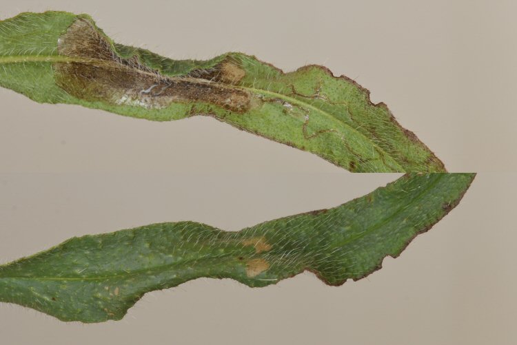 leaf distorted due to mining