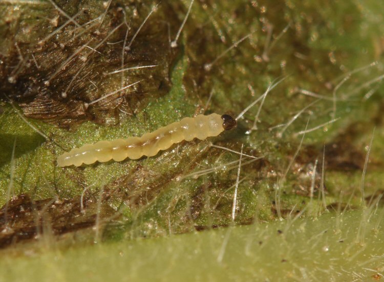mature larva