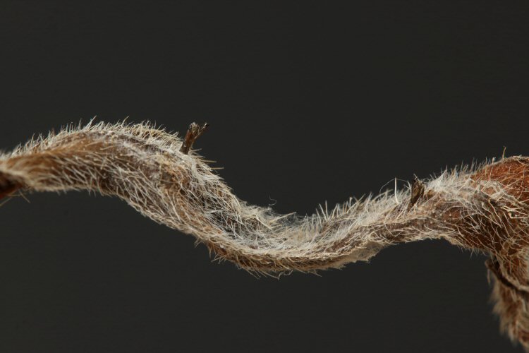 exuviae