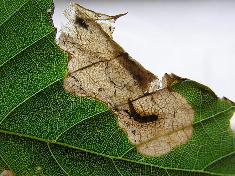 dead larva in mineon Castanea