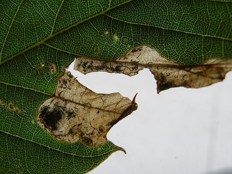 vacated mine on Castanea