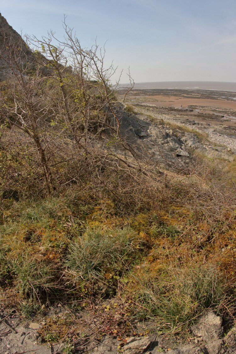 habitat