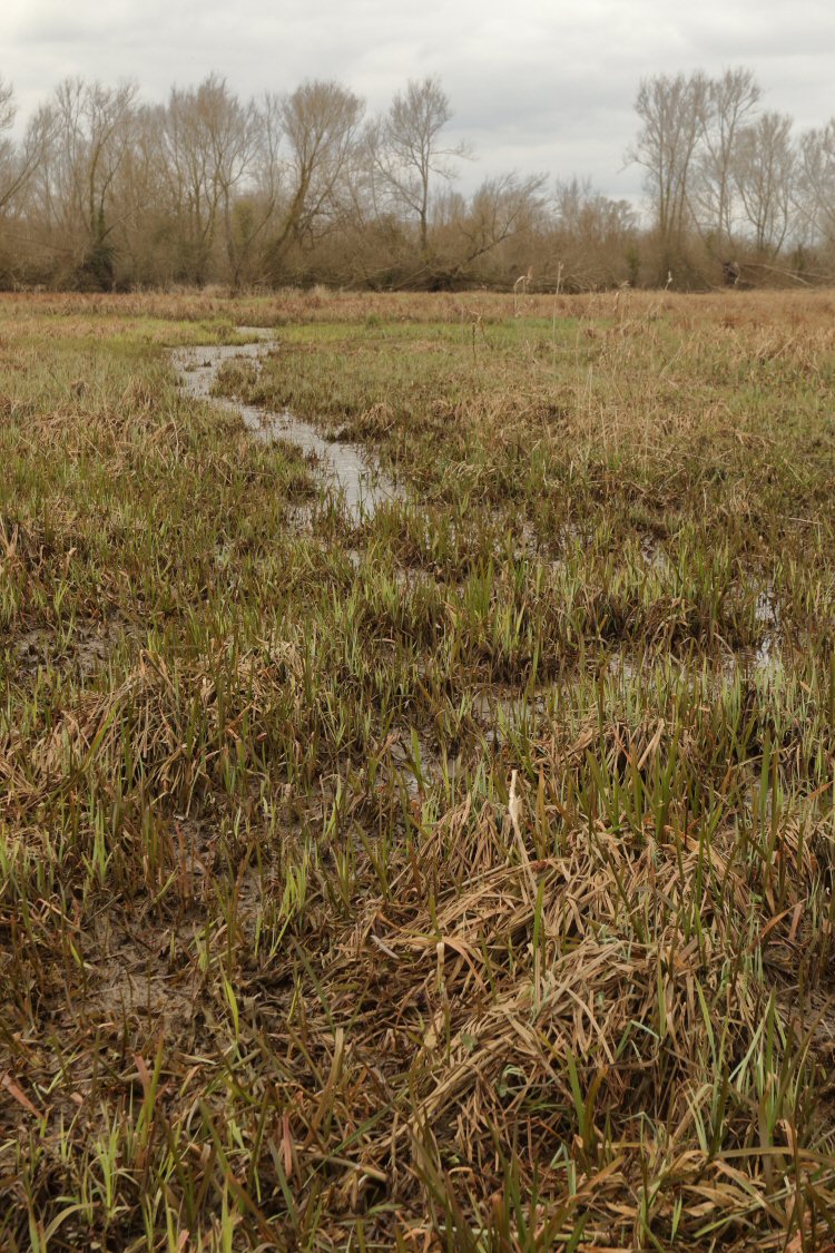 habitat