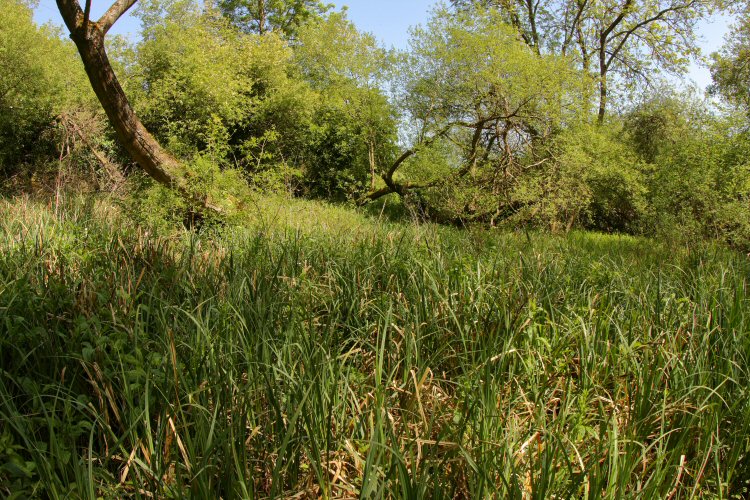 habitat
