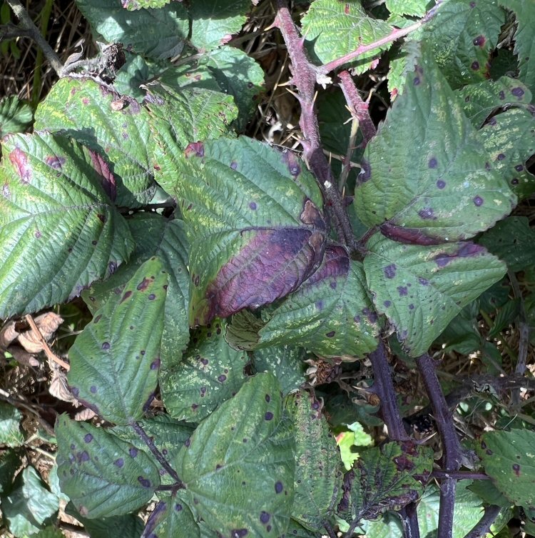 leaves stain purple