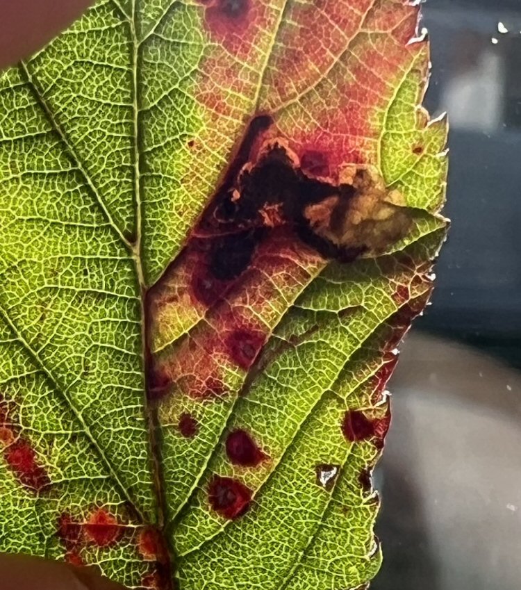 leaf stains purpel