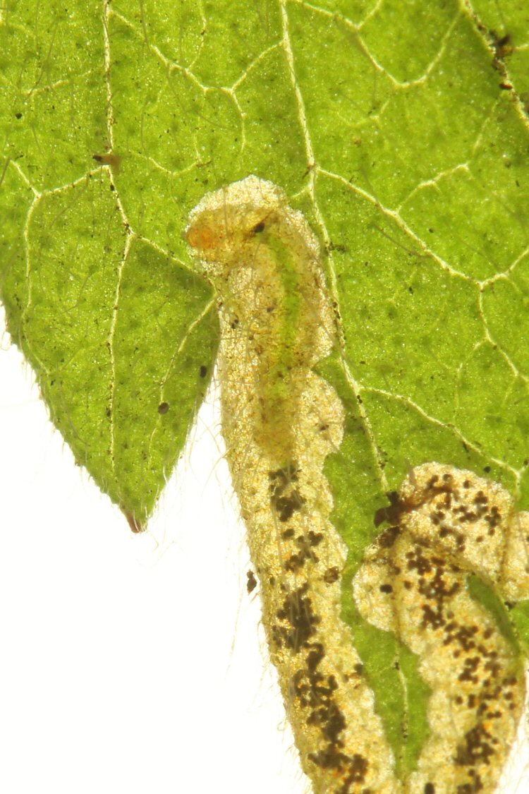 larva