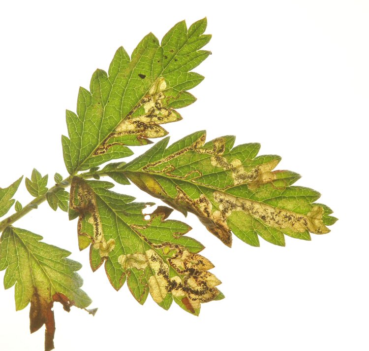 larvae in mines