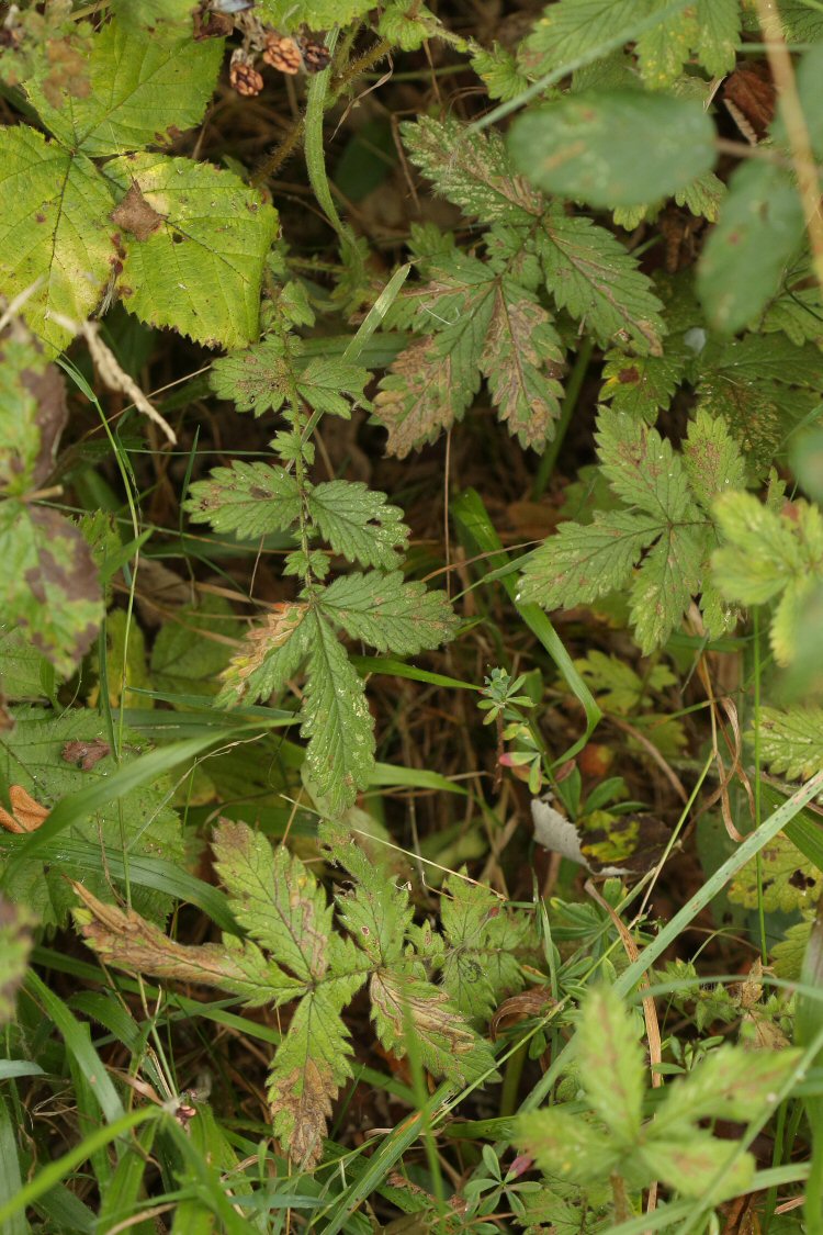 mines in the field
