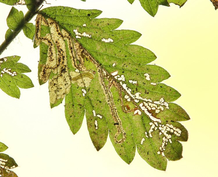 larva in mine