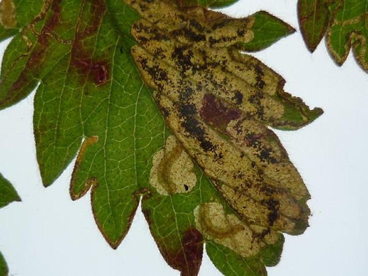 larvae in mine