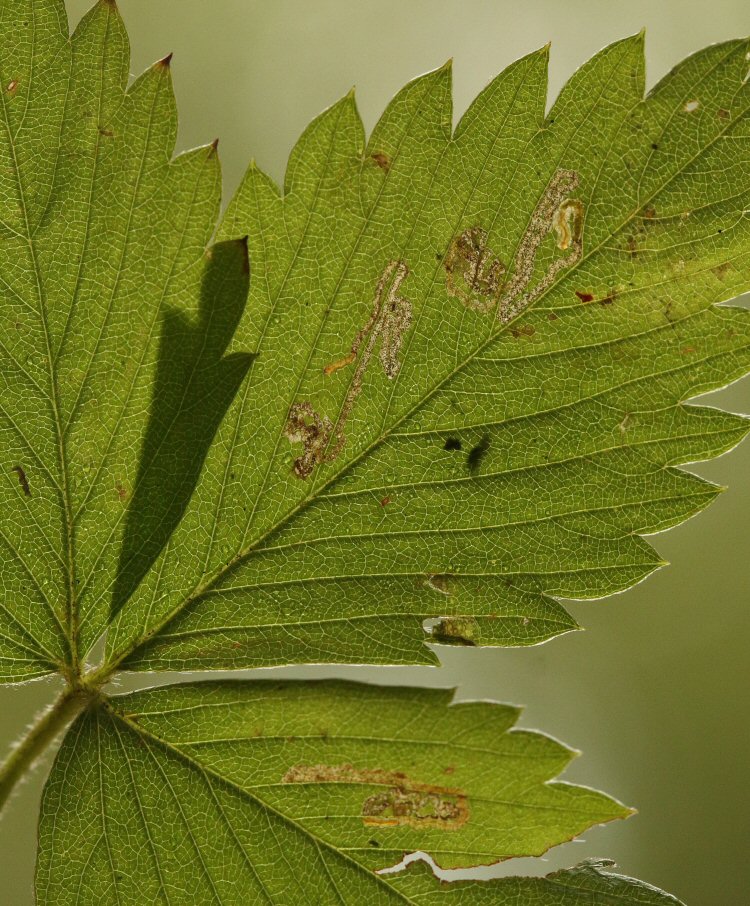 larvae in mines
