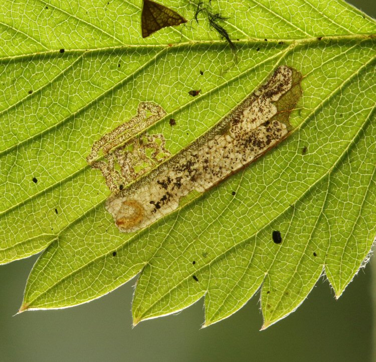 yellow larva