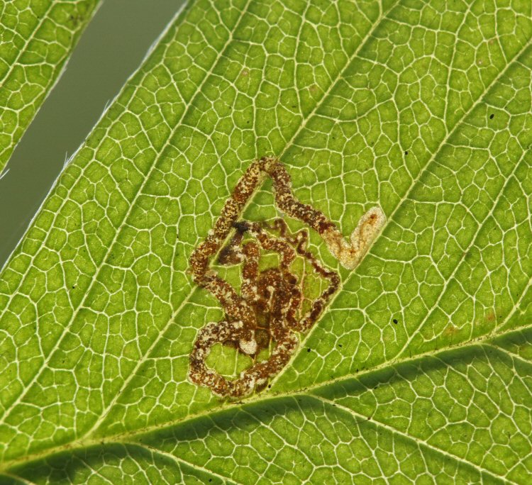 larva in mine