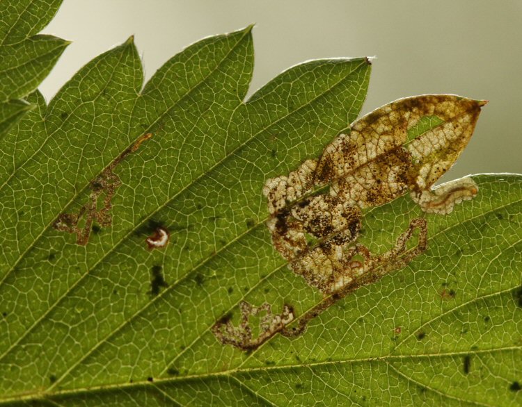 larva in mine