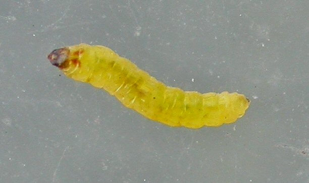 larva