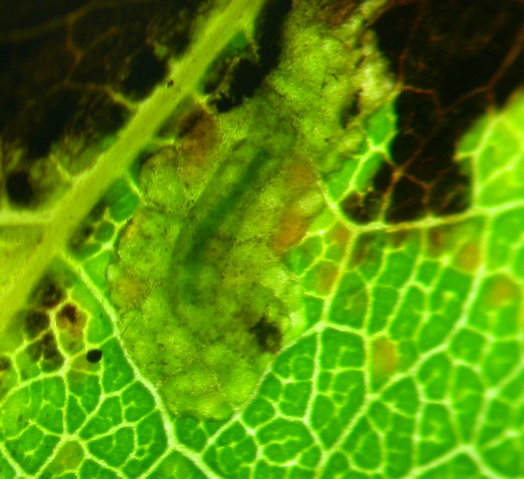 larva