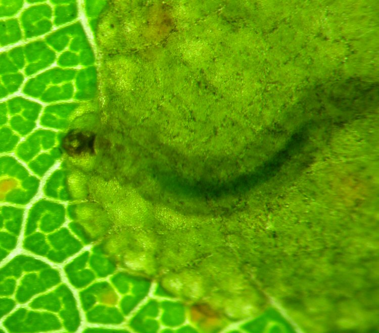 larva