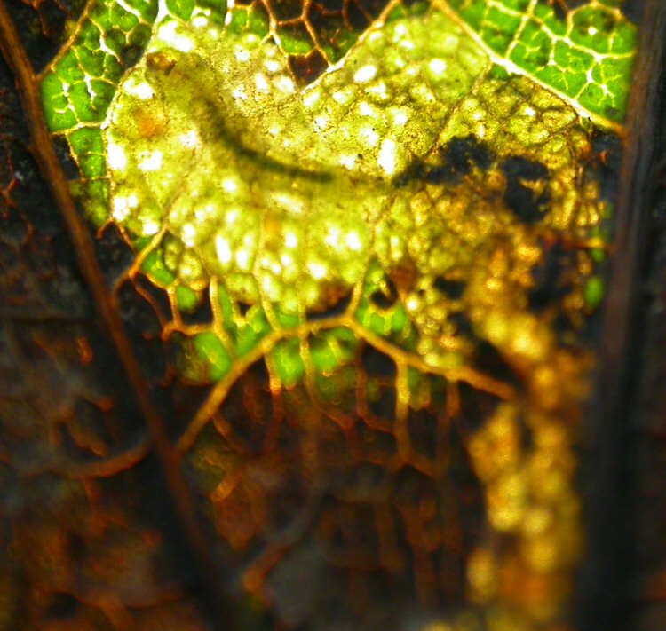 larva