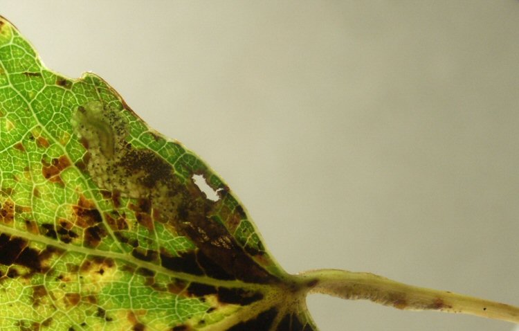 larva in mine