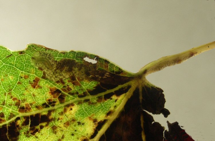larva in mine