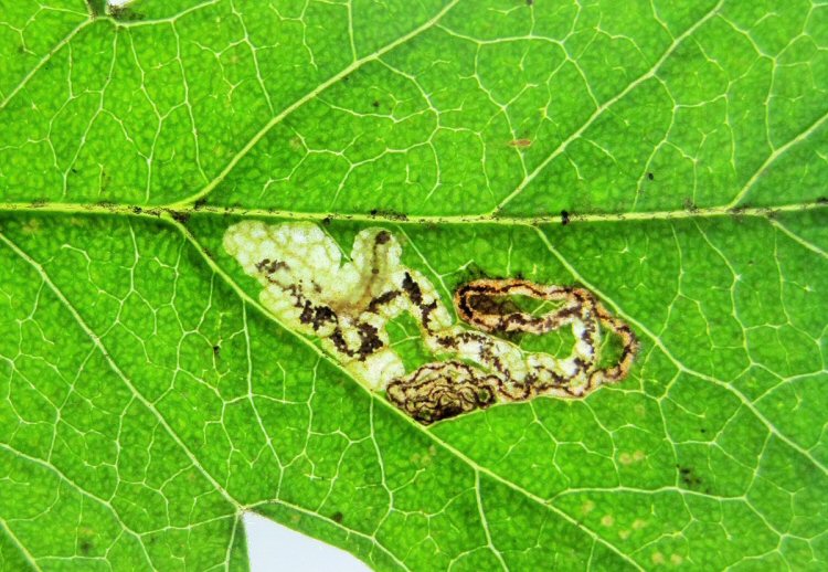 black headed larva