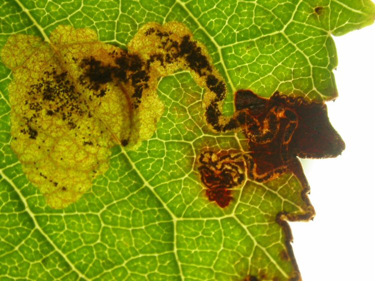 black headed larva