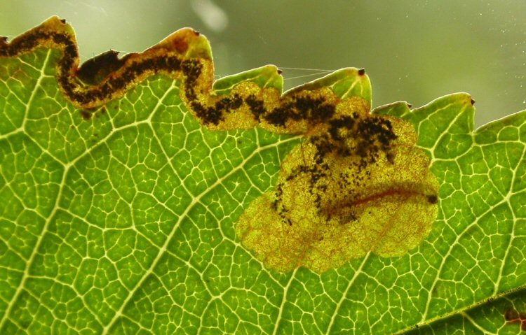 black headed larva