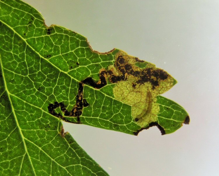 larva has a black head